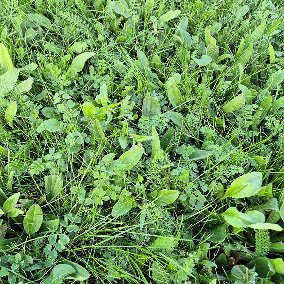 5060094341781 1 BioScapes Biodiverse Turf 1m2 roll 20 rolls.jpg